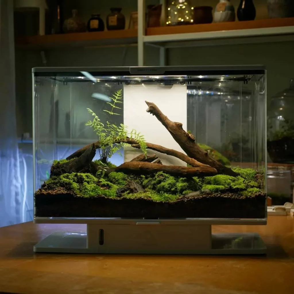 Decorated terrarium scape, photo 29 of 87