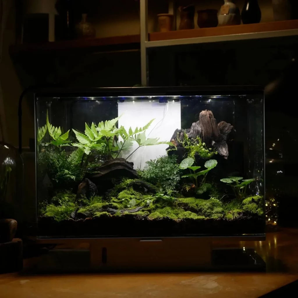 Decorated terrarium scape, photo 30 of 87
