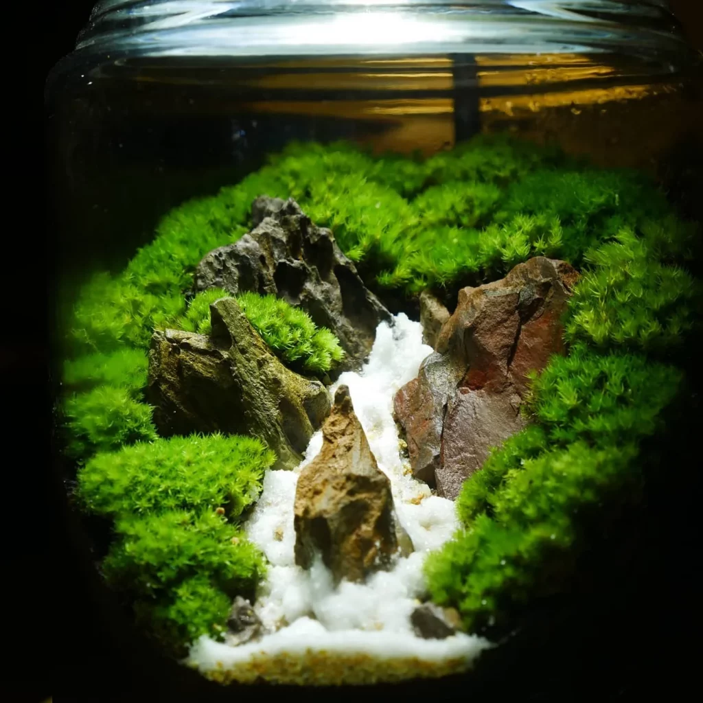 Decorated terrarium scape, photo 32 of 87