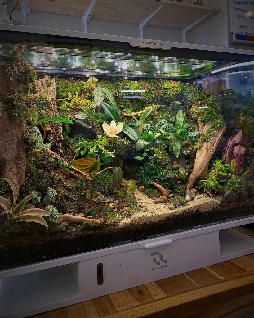 Decorated terrarium scape, photo 33 of 87