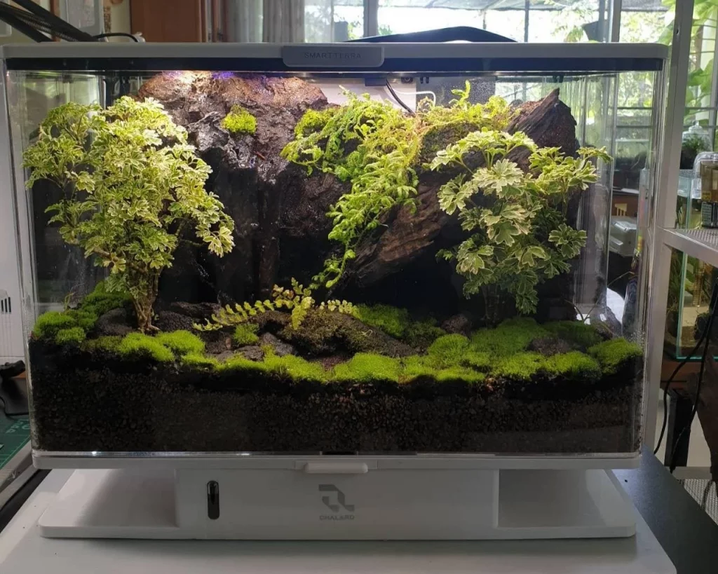 Decorated terrarium scape, photo 35 of 87