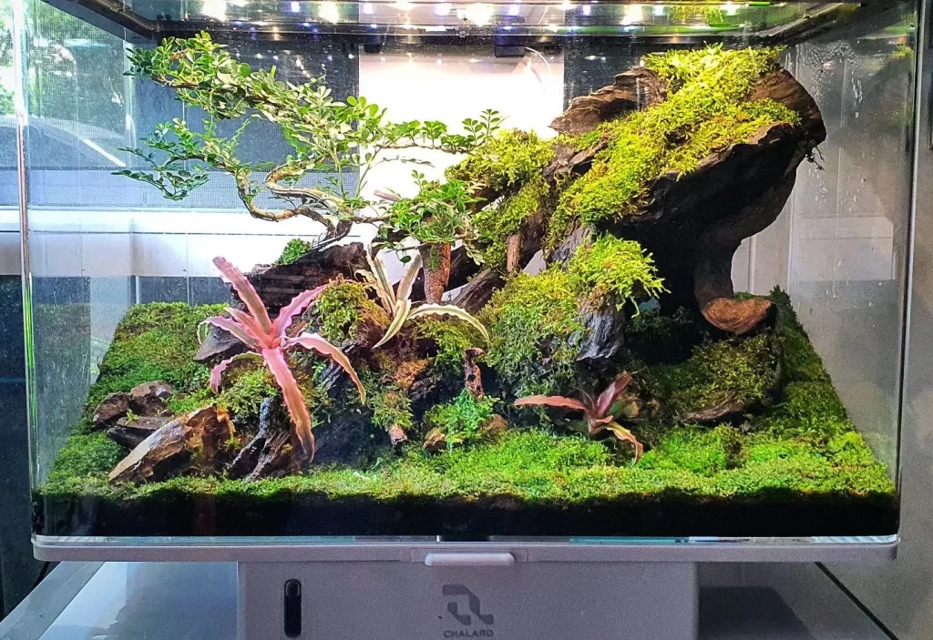 Decorated terrarium scape, photo 38 of 87