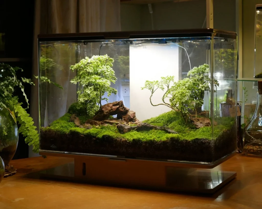Decorated terrarium scape, photo 39 of 87