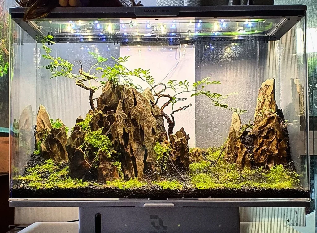 Decorated terrarium scape, photo 23 of 87