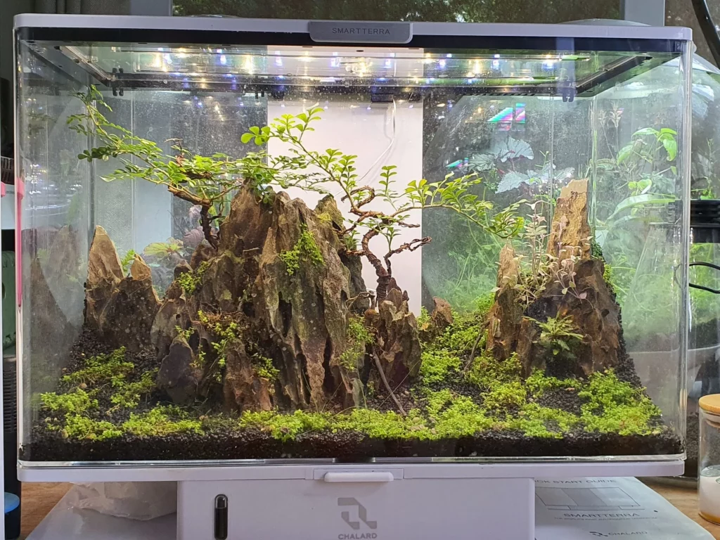 Decorated terrarium scape, photo 24 of 87