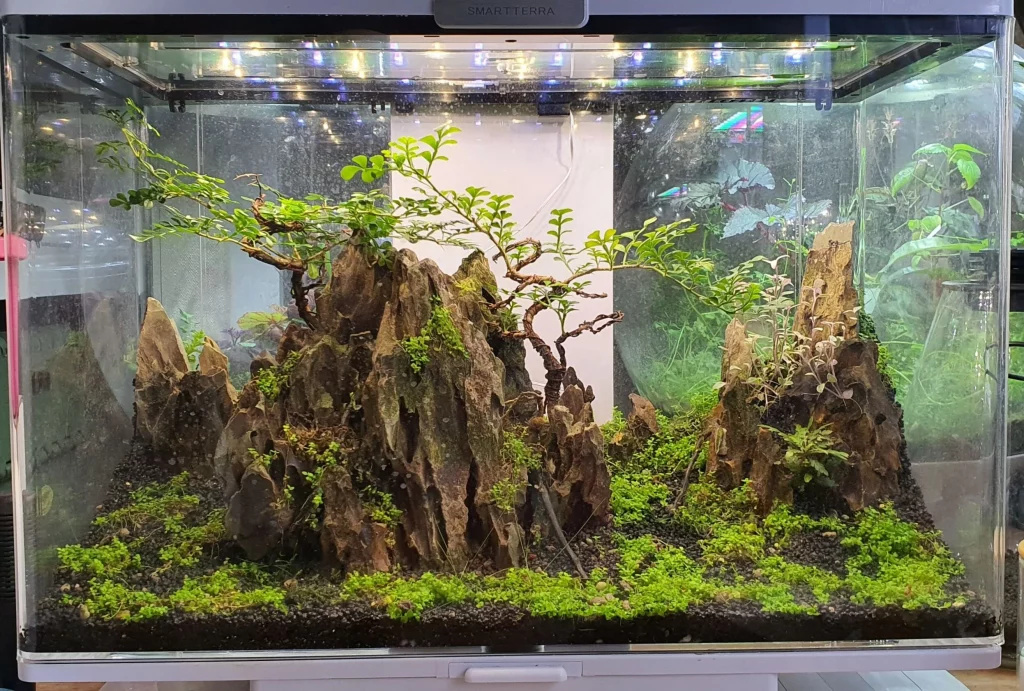 Decorated terrarium scape, photo 25 of 87