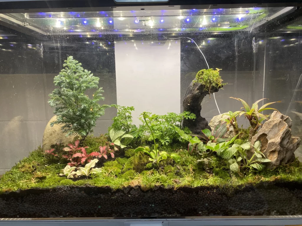 Decorated terrarium scape, photo 16 of 87