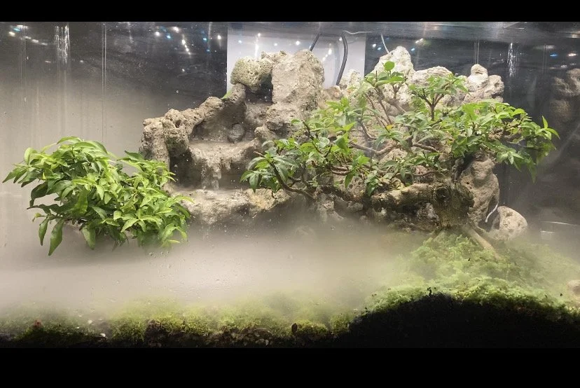 Decorated terrarium scape, photo 14 of 87