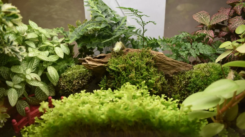 Decorated terrarium scape, photo 46 of 87