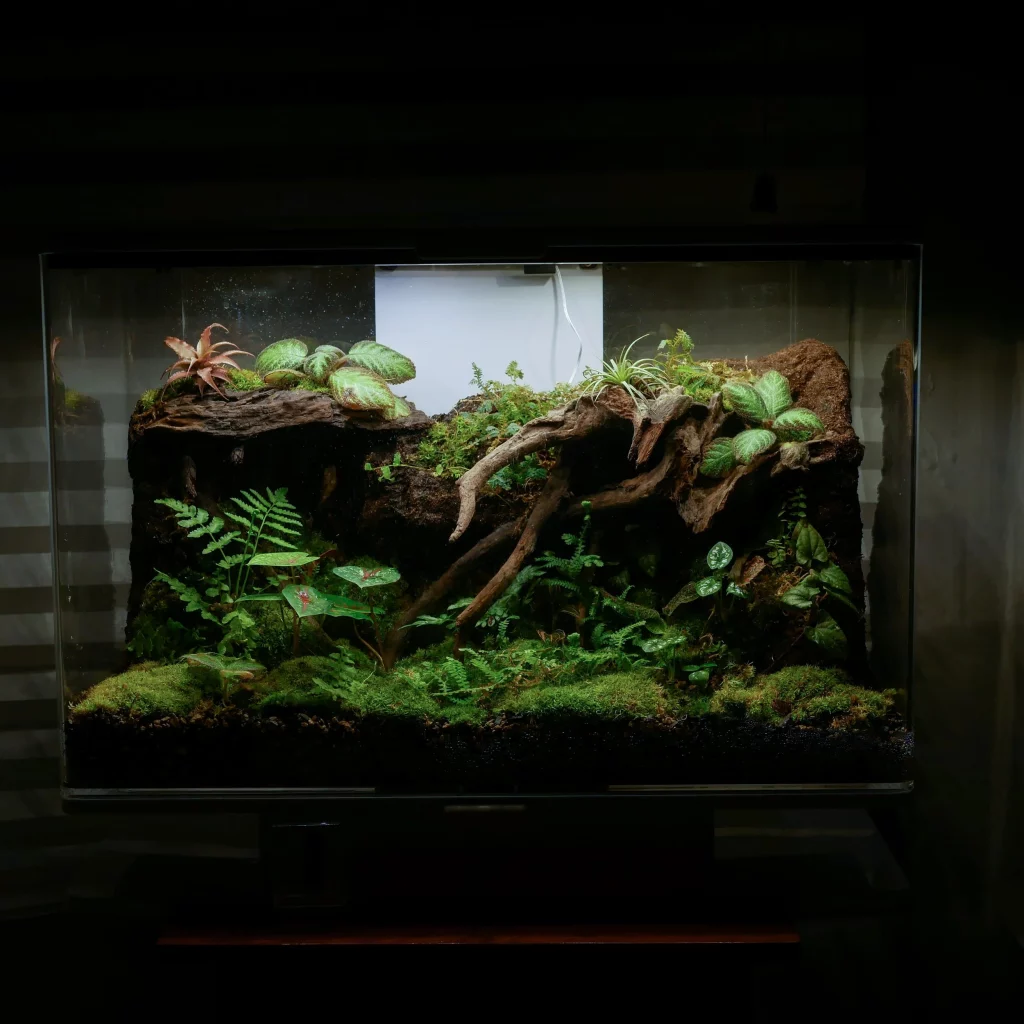 Decorated terrarium scape, photo 49 of 87
