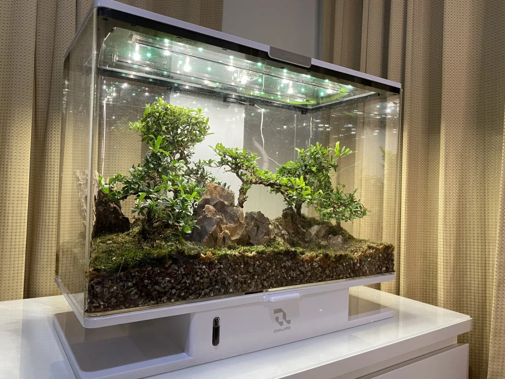 Decorated terrarium scape, photo 61 of 87