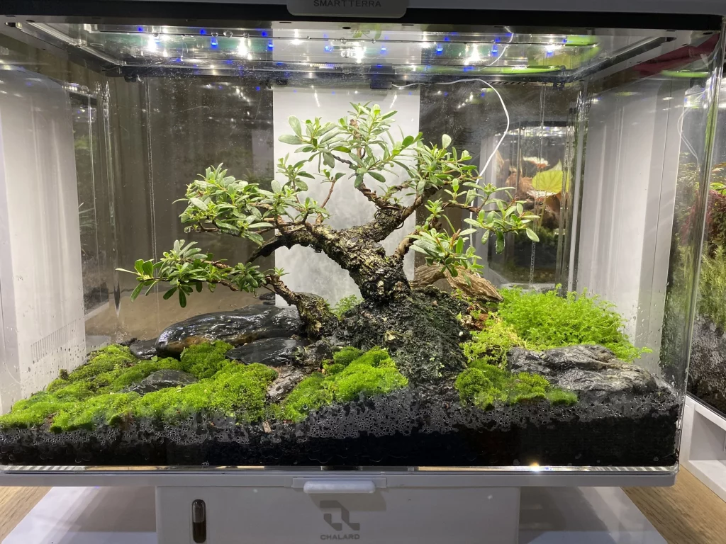 Decorated terrarium scape, photo 6 of 87