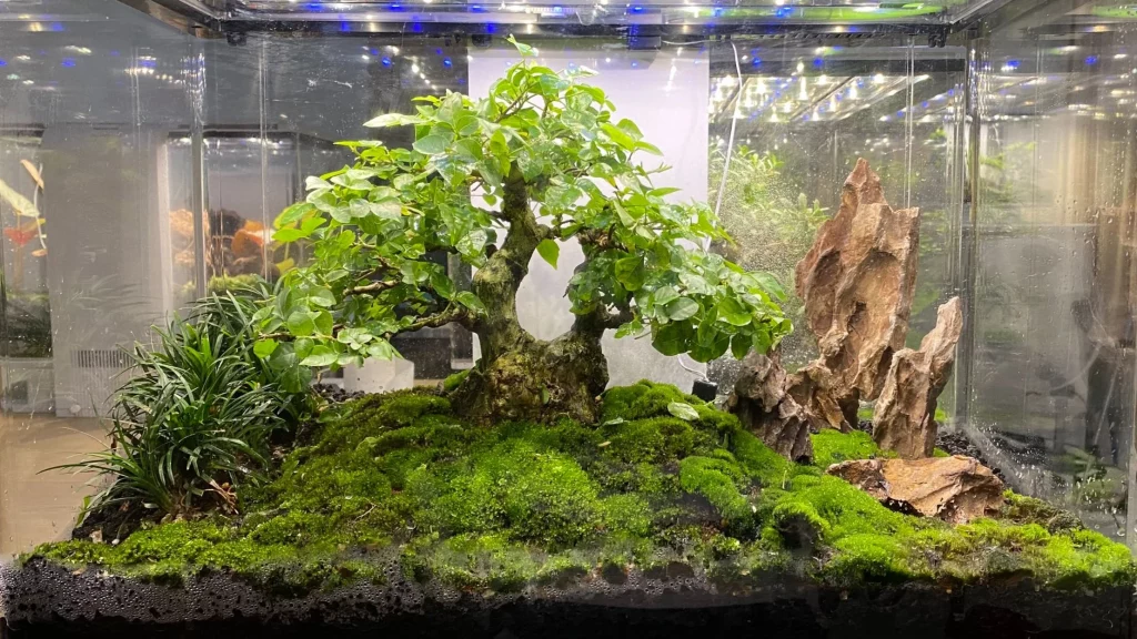 Decorated terrarium scape, photo 65 of 87