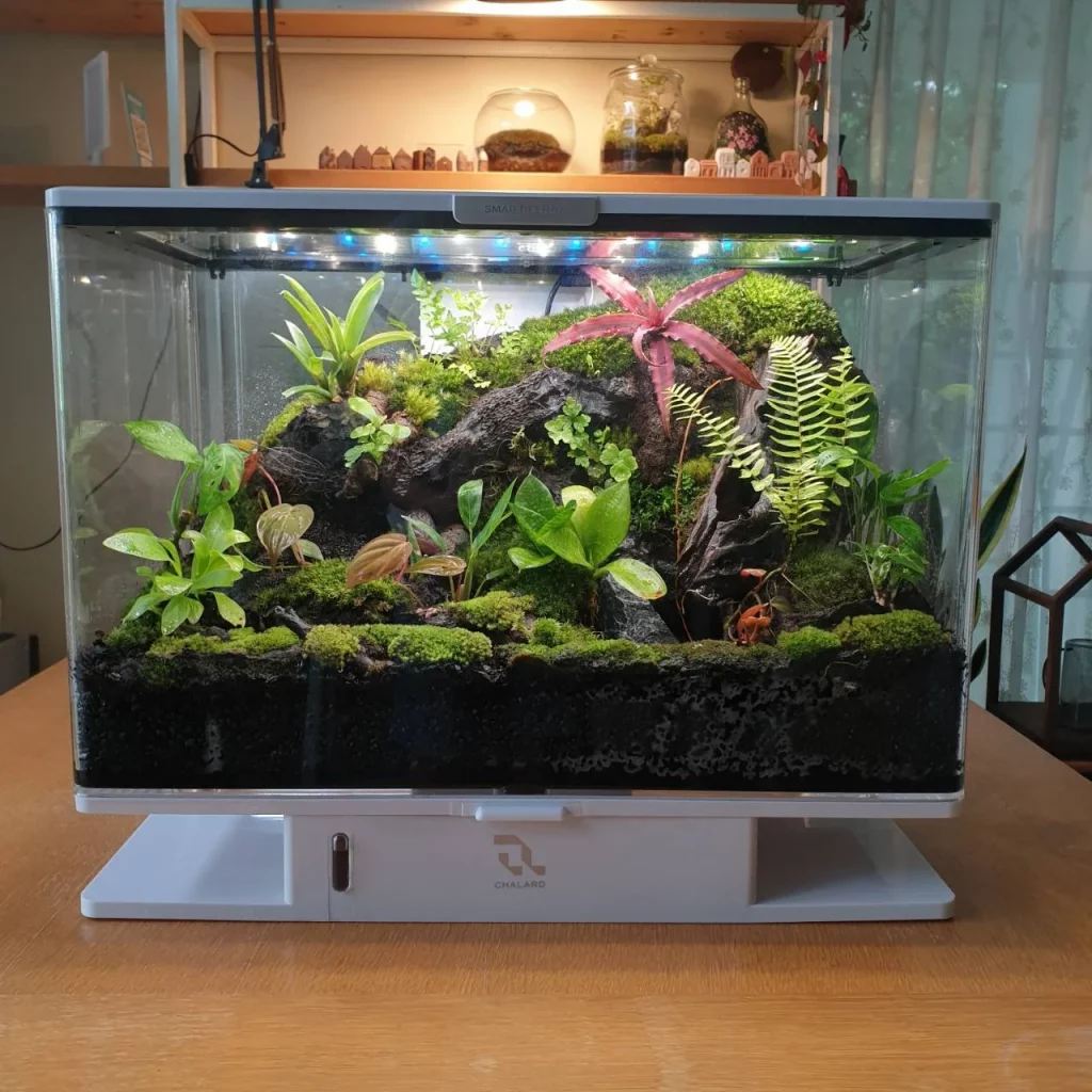 Decorated terrarium scape, photo 66 of 87