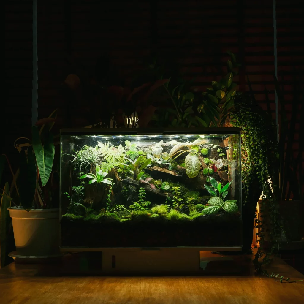 Decorated terrarium scape, photo 70 of 87