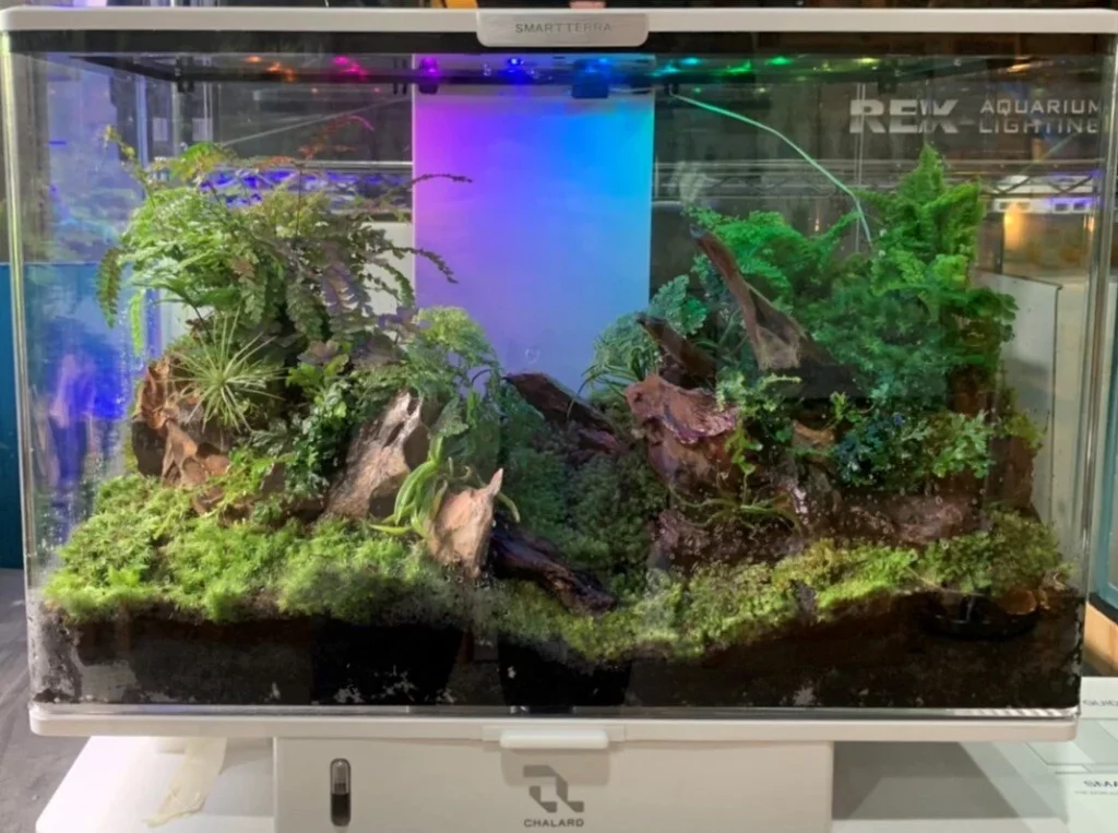 Decorated terrarium scape, photo 73 of 87