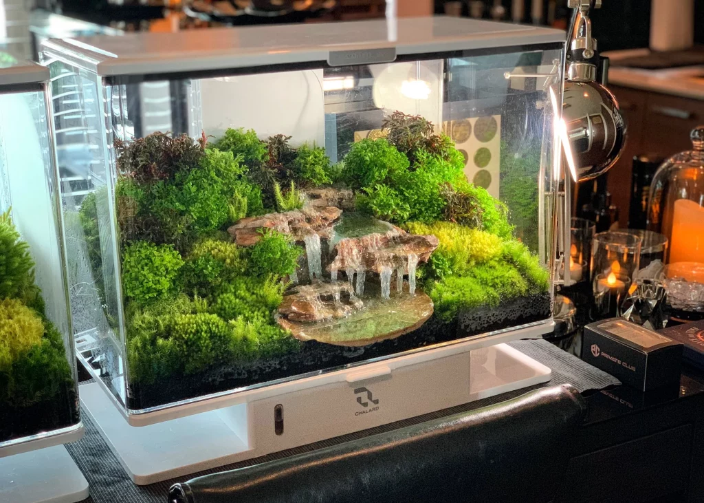 Decorated terrarium scape, photo 74 of 87