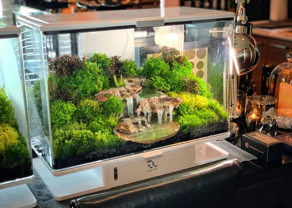 Decorated terrarium scape, photo 9 of 87