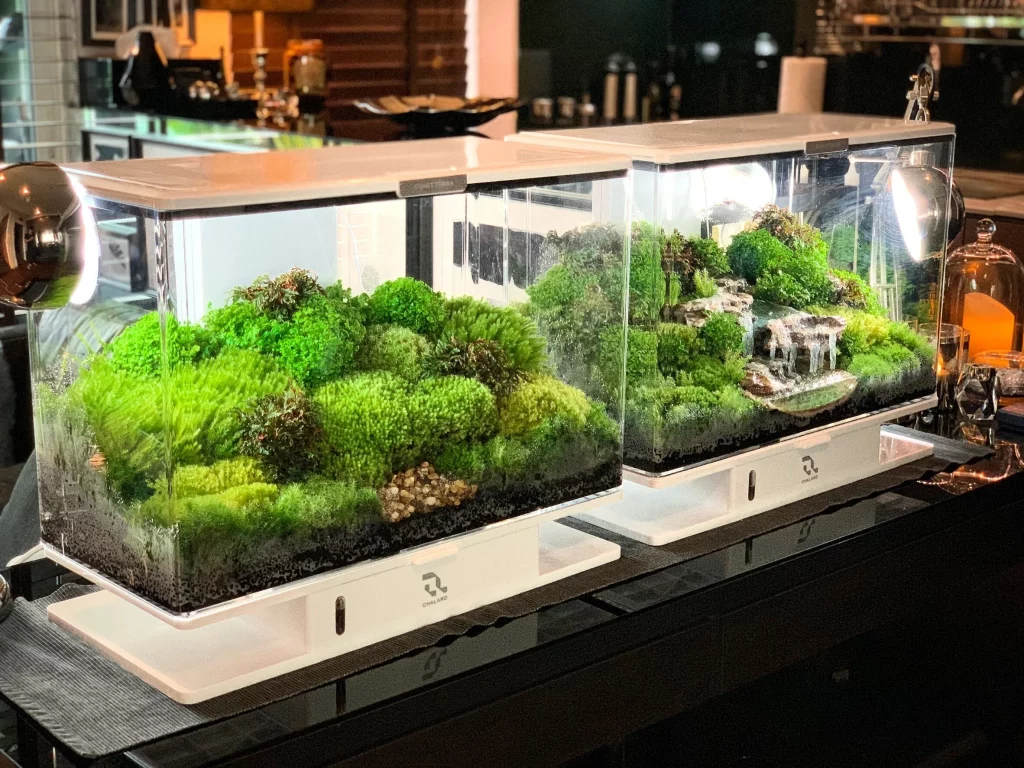 Decorated terrarium scape, photo 75 of 87