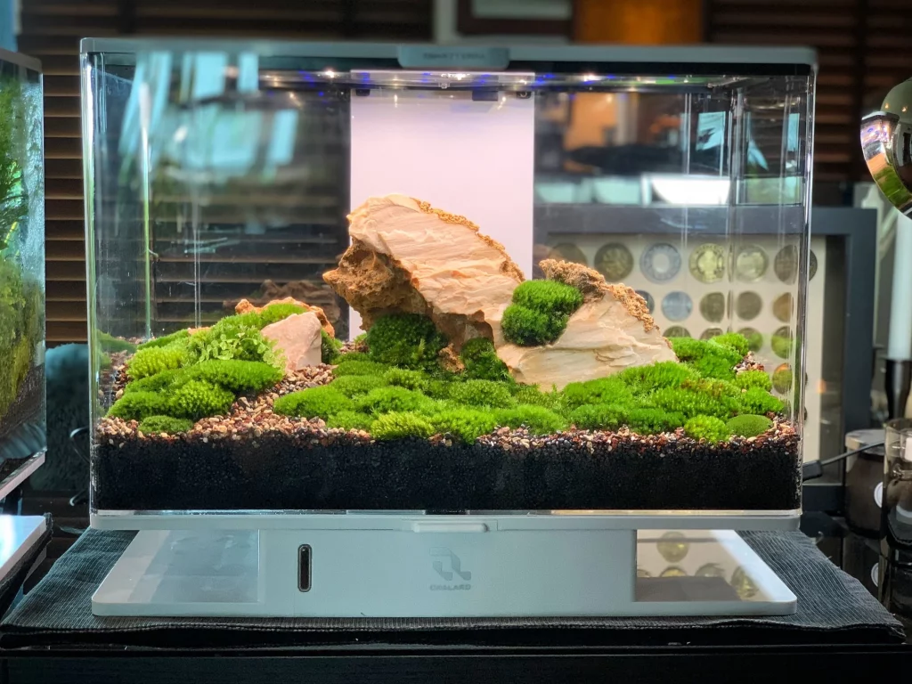 Decorated terrarium scape, photo 10 of 87