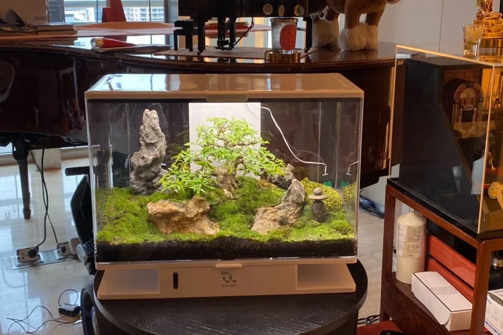 Decorated terrarium scape, photo 76 of 87