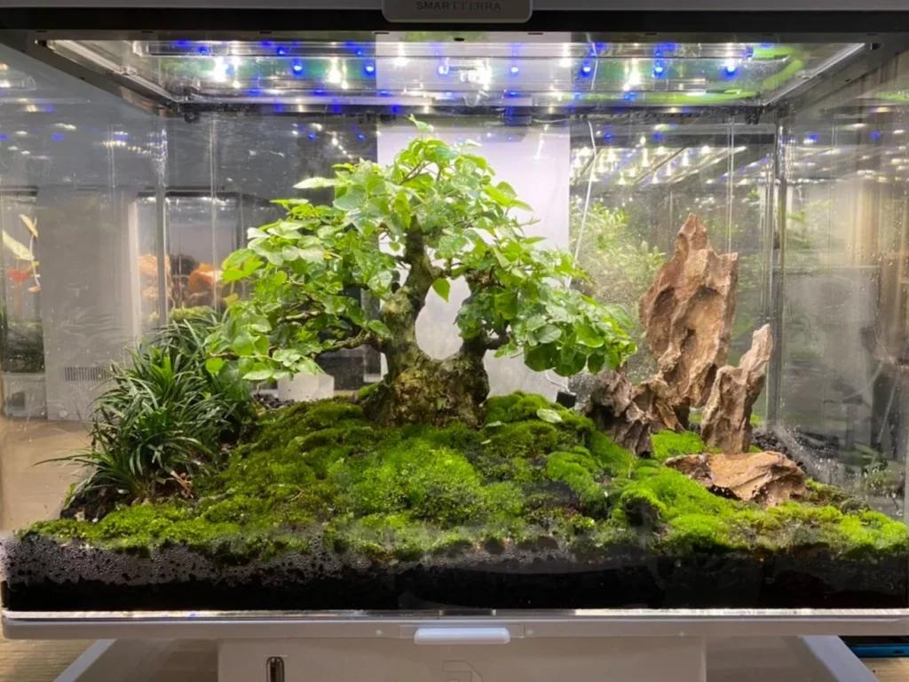 Decorated terrarium scape, photo 77 of 87
