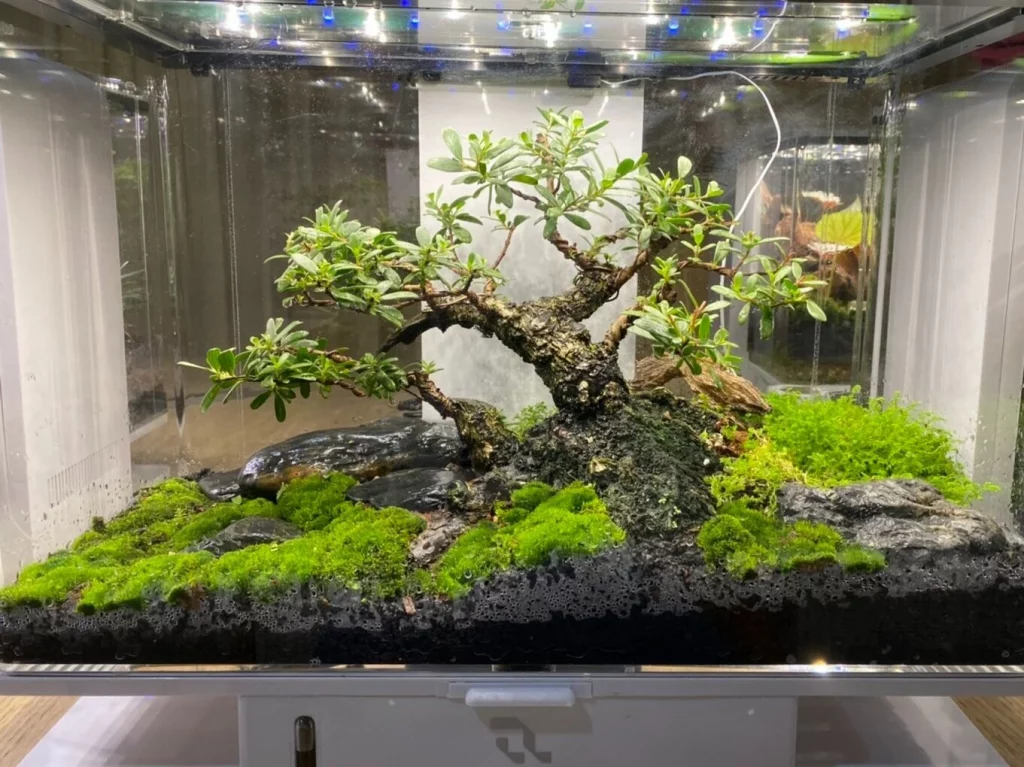 Decorated terrarium scape, photo 78 of 87