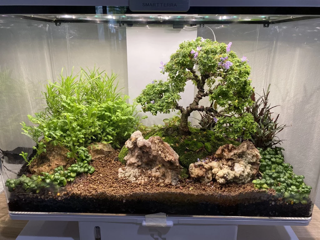 Decorated terrarium scape, photo 79 of 87