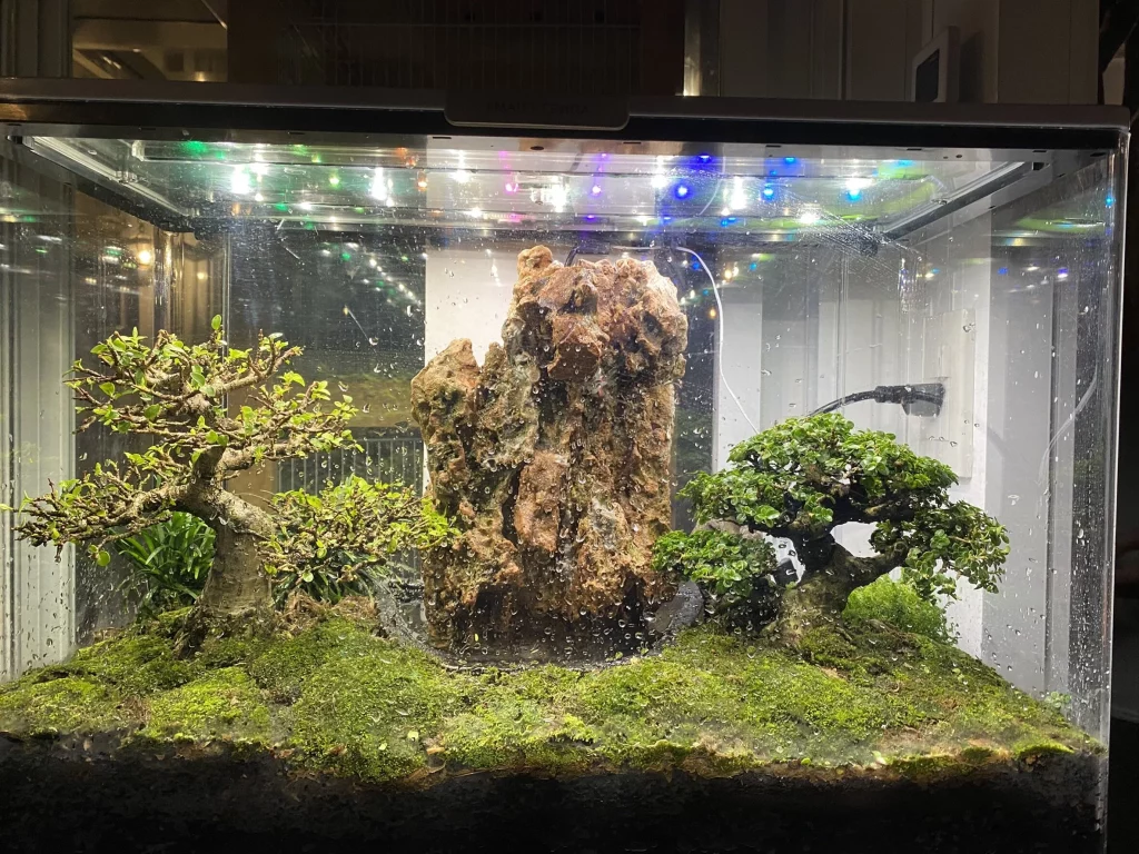 Decorated terrarium scape, photo 80 of 87