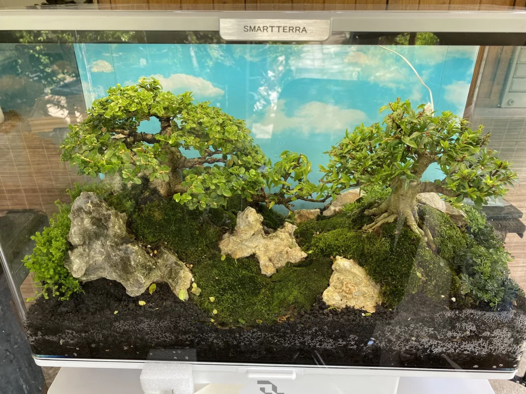 Decorated terrarium scape, photo 82 of 87