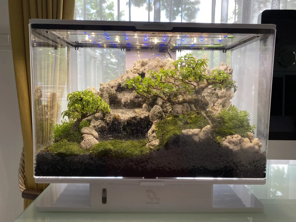 Decorated terrarium scape, photo 83 of 87