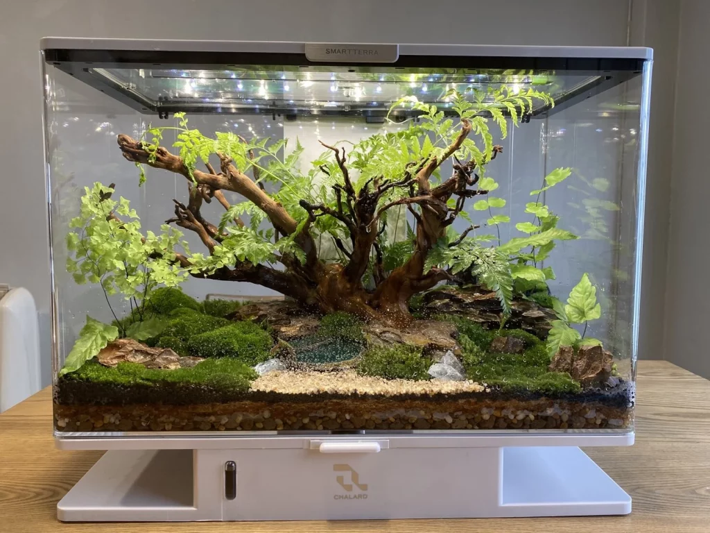 Decorated terrarium scape, photo 8 of 87