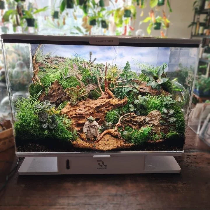 Decorated terrarium scape, photo 11 of 87